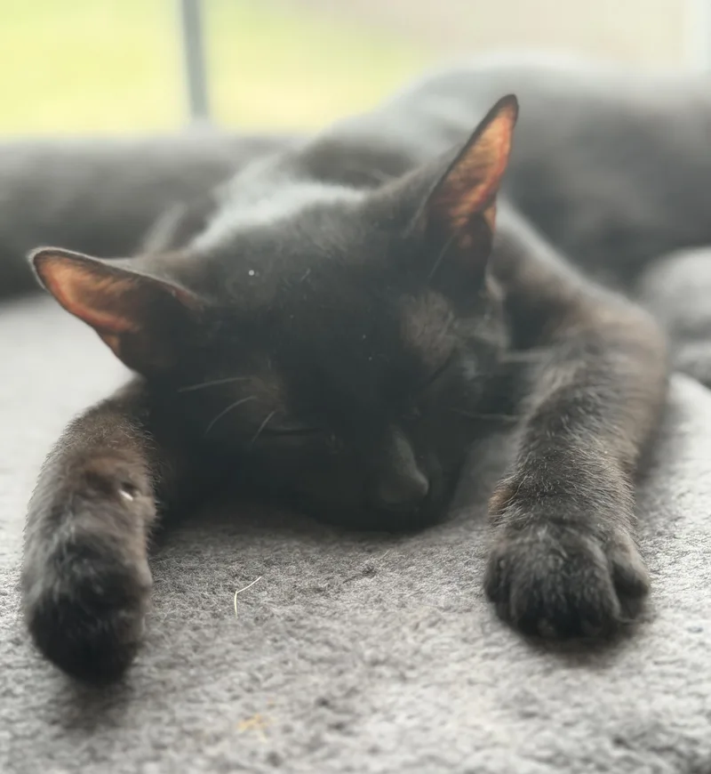 A baby medium-sized male Black Domestic Short Hair cat named Jj for adoption in Johnsburg, IL