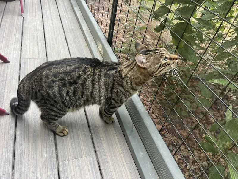An adult medium-sized male Tabby cat named Trill for adoption in Fayetteville, GA
