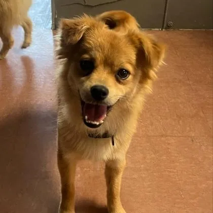 An adult small-sized female Yellow / Tan / Blond / Fawn Mixed Breed dog named Krinkle Karol for adoption in Rapid City, SD