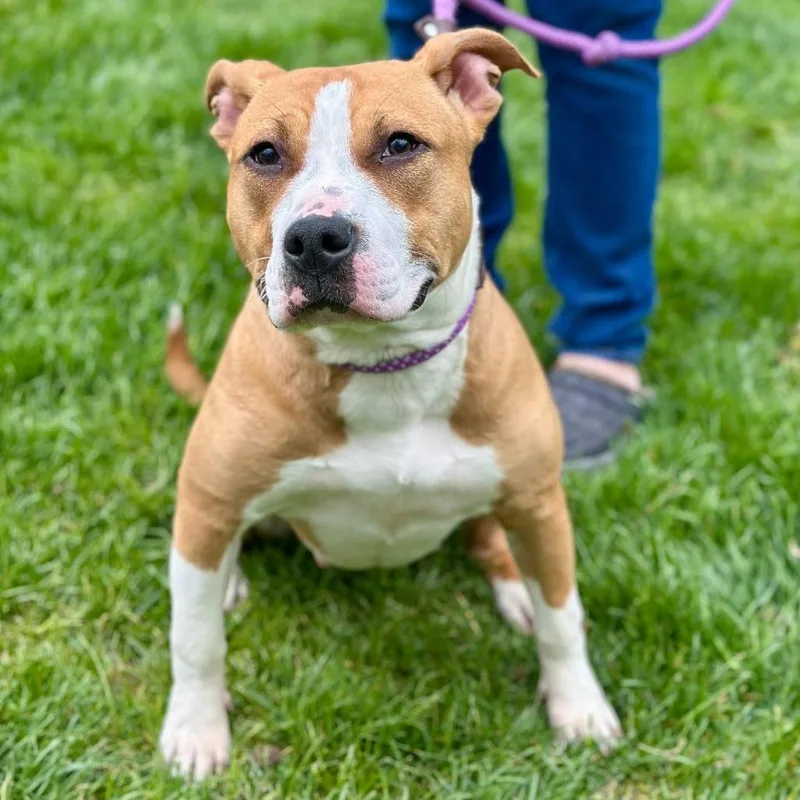 An adult medium-sized female Brown / Chocolate Pit Bull Terrier dog named Tia for adoption in Naperville, IL