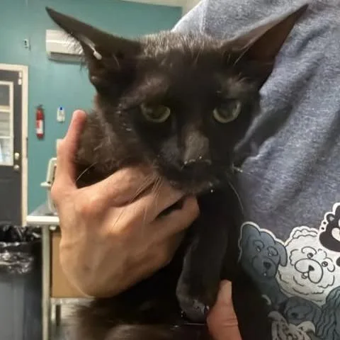 A young medium-sized female Black Domestic Short Hair cat named Best Served Cold for adoption in Fredericksburg, VA
