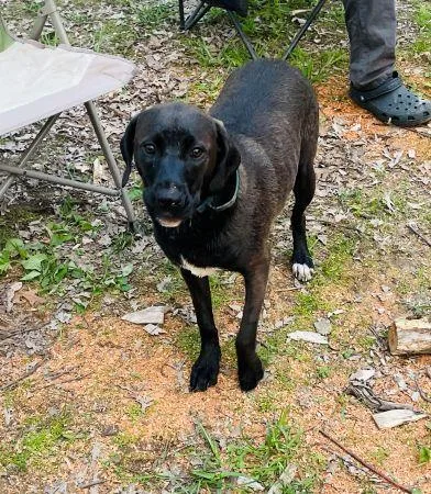 A young medium-sized female Black Labrador Retriever dog named Honey Bee for adoption in Lowell, IN