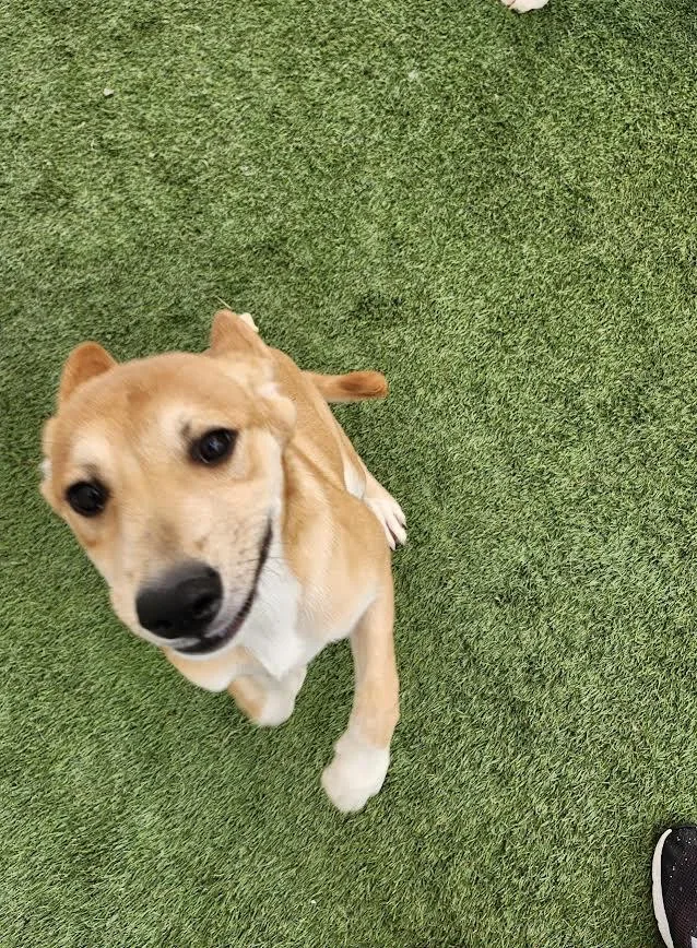 A baby medium-sized female Labrador Retriever dog named Sally for adoption in Hopkinsville, KY