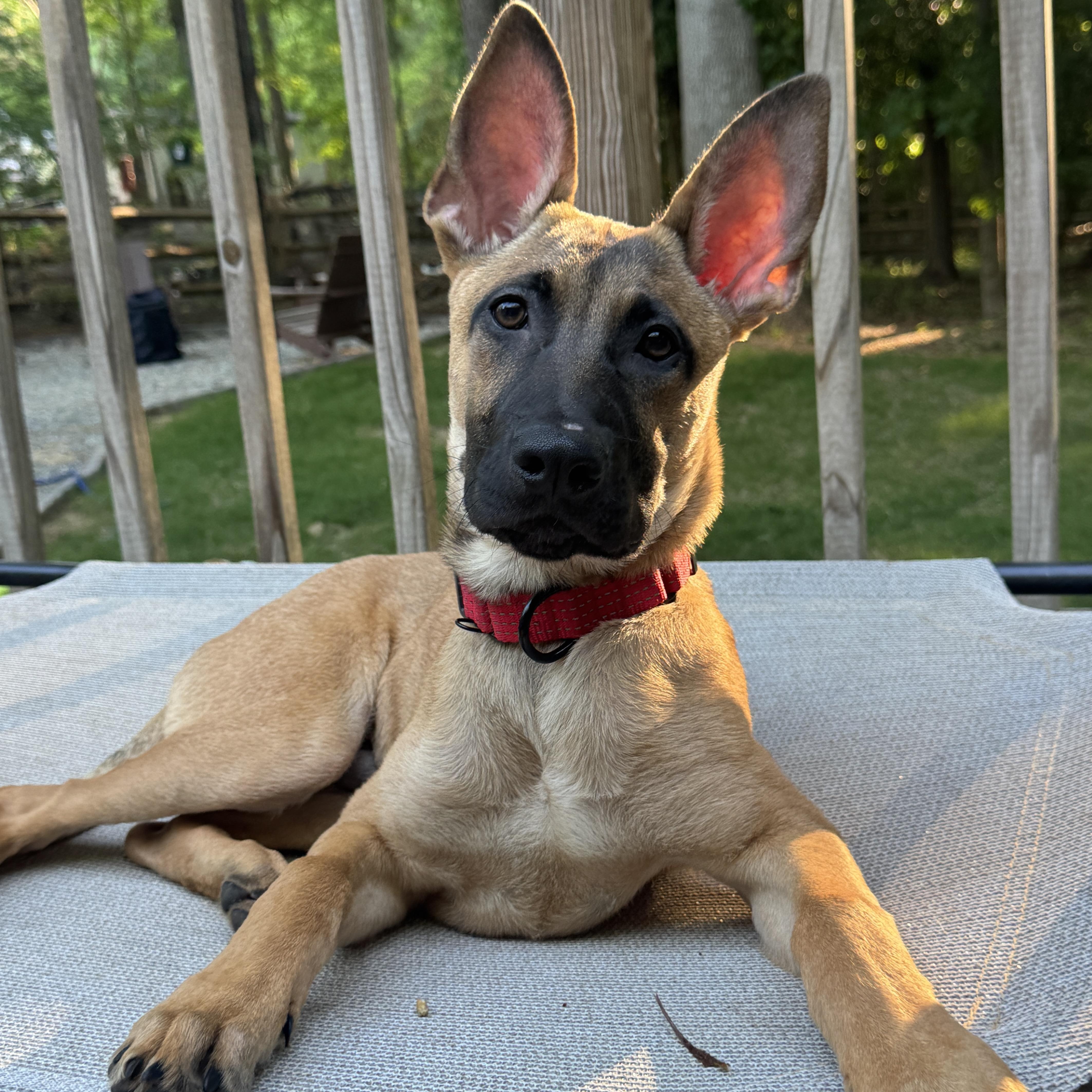 A baby large-sized male Yellow / Tan / Blond / Fawn Shepherd dog named Mocha for adoption in Rock Hill, SC