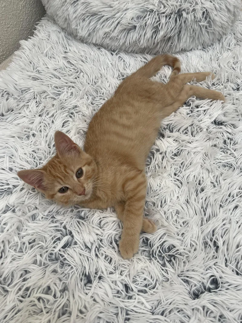 A baby medium-sized female Tabby (Orange / Red) Tabby cat named Tank for adoption in Venice, CA