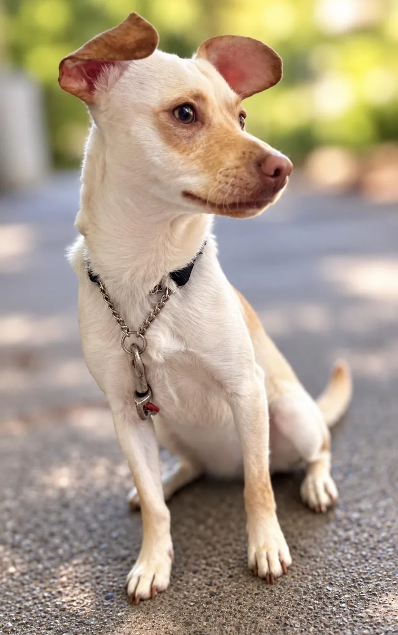 A young small-sized male Chihuahua dog named Dumbo for adoption in Tigard, OR
