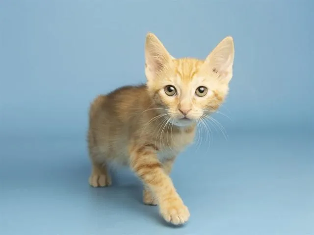 A baby small-sized male Domestic Short Hair cat named Sunny for adoption in Phoenix, AZ