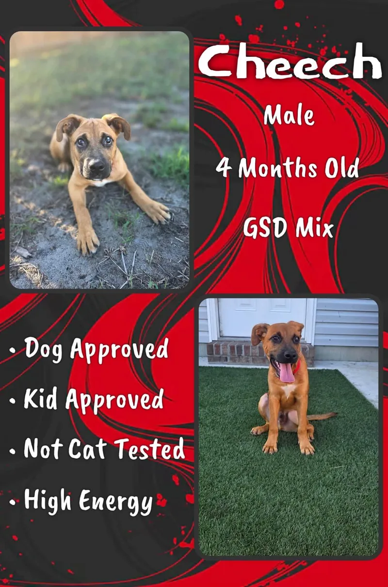 A baby medium-sized male Shepherd dog named Cheech for adoption in Jacksonville, NC