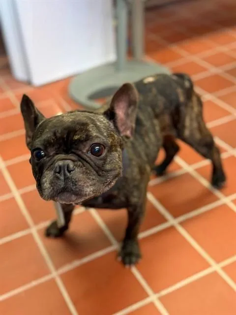 An adult medium-sized male French Bulldog dog named Rocky for adoption in Agoura, CA