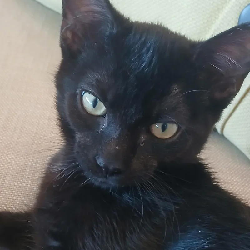A baby small-sized male Black Domestic Short Hair cat named Johnny Cash A for adoption in SANTA ROSA BEACH, FL
