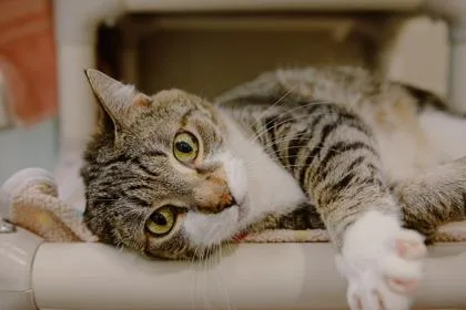 An adult small-sized male Domestic Short Hair cat named Ollie for adoption in Bellevue, WA