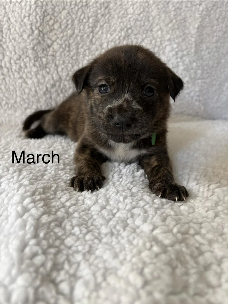A baby medium-sized female Labrador Retriever dog named March Mama August Calendar for adoption in Carmel, NY