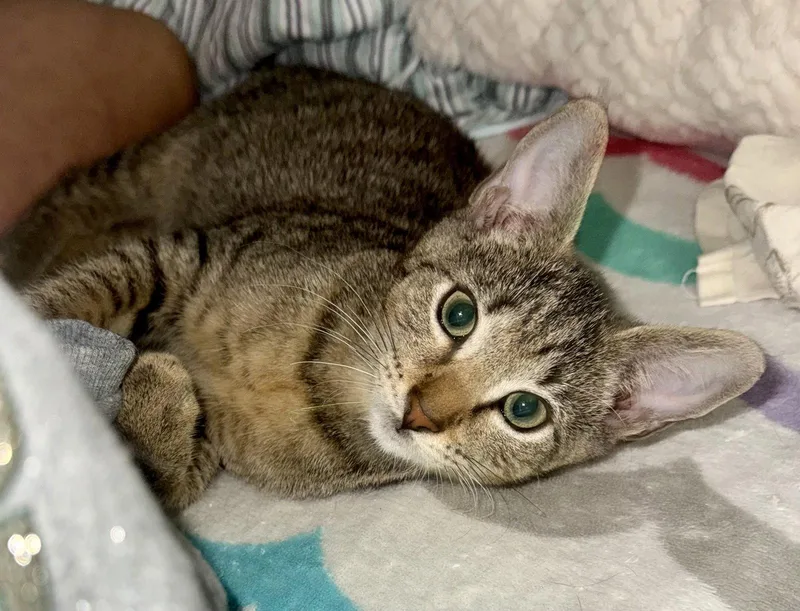 A baby medium-sized male Tabby cat named Albus for adoption in Greenville, DE