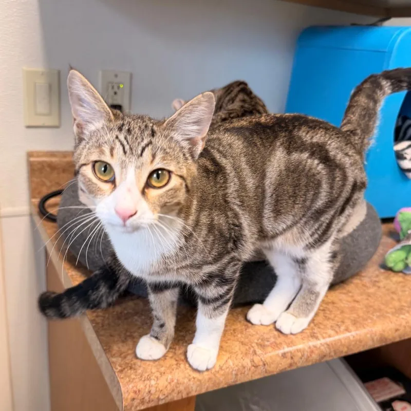 A baby medium-sized female Brown / Chocolate Domestic Short Hair cat named Phoebe for adoption in Pagosa Springs, CO