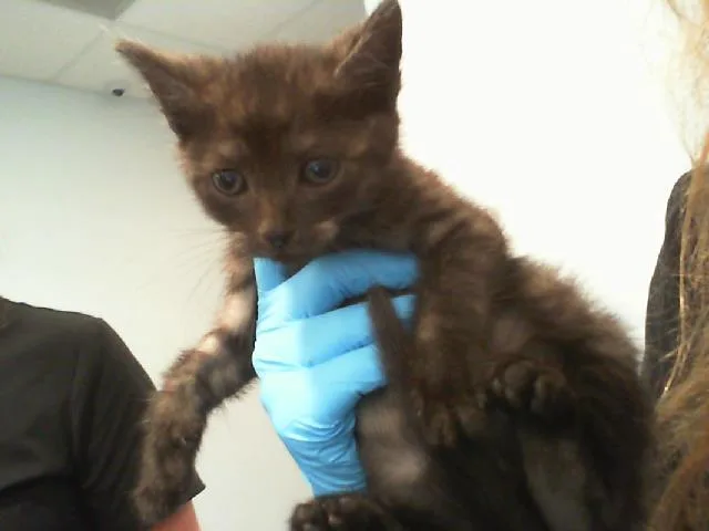 A baby small-sized male Domestic Short Hair cat named Dym for adoption in Charlotte, NC
