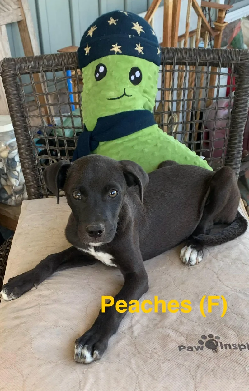 A baby medium-sized female Labrador Retriever dog named Peaches for adoption in Chattanooga, TN