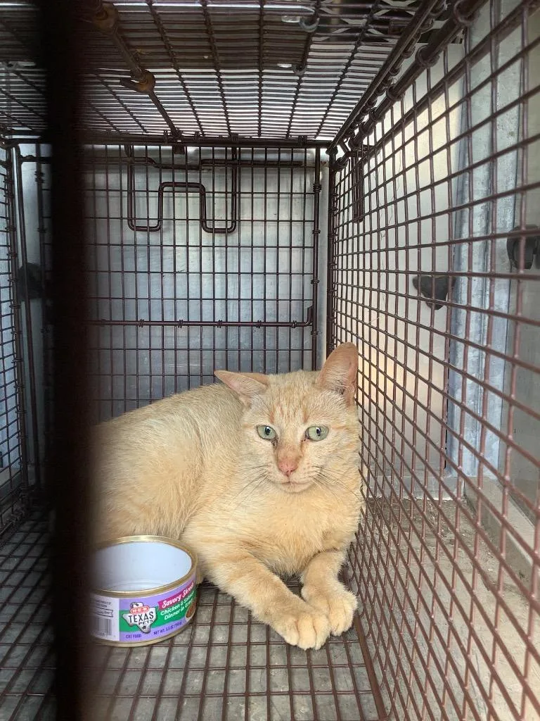 A young small-sized female Domestic Short Hair cat named Marigold for adoption in New Braunfels, TX