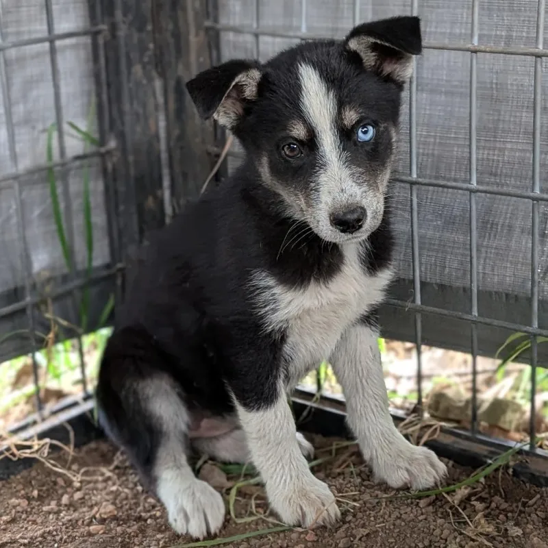 A baby medium-sized female Black Husky dog named Eve for adoption in Buchanan Dam, TX