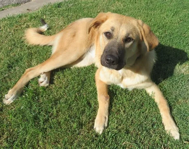 A young large-sized female Anatolian Shepherd dog named Bailey for adoption in Oklahoma City, OK