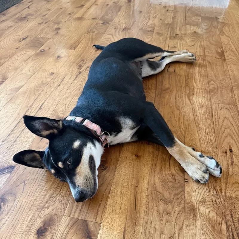 A young medium-sized female Black Mixed Breed dog named May for adoption in Bend, OR