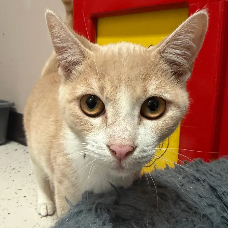 A young small-sized male Orange & White Domestic Short Hair cat named Cheddar for adoption in Aransas Pass, TX