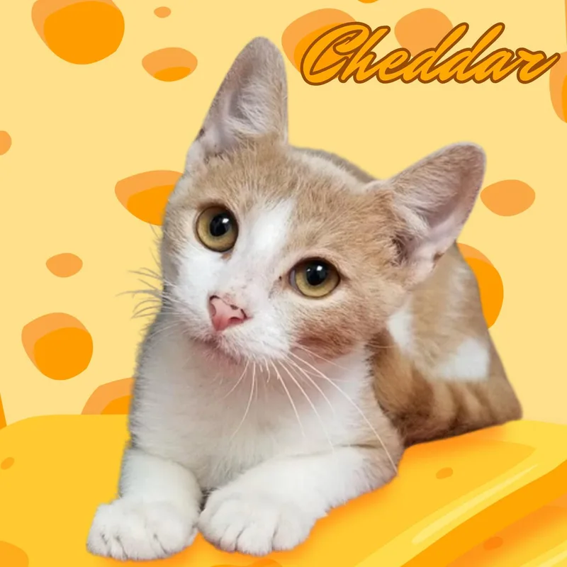 Cheddar thumbnail 2