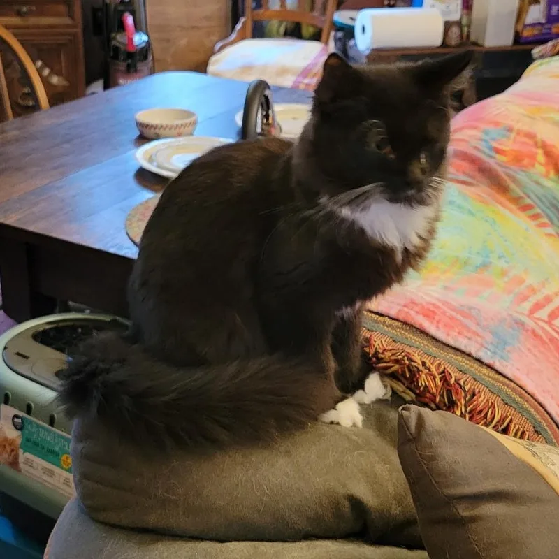 A young medium-sized male Black & White / Tuxedo Domestic Medium Hair cat named Teddy for adoption in Export, PA