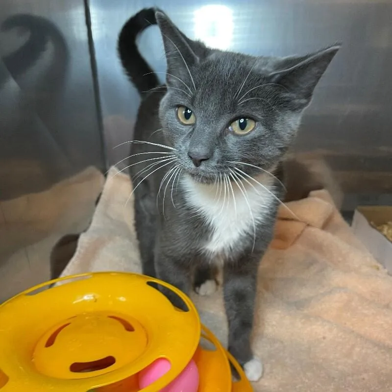 A young medium-sized female Domestic Short Hair cat named Mabel for adoption in Roanoke, VA