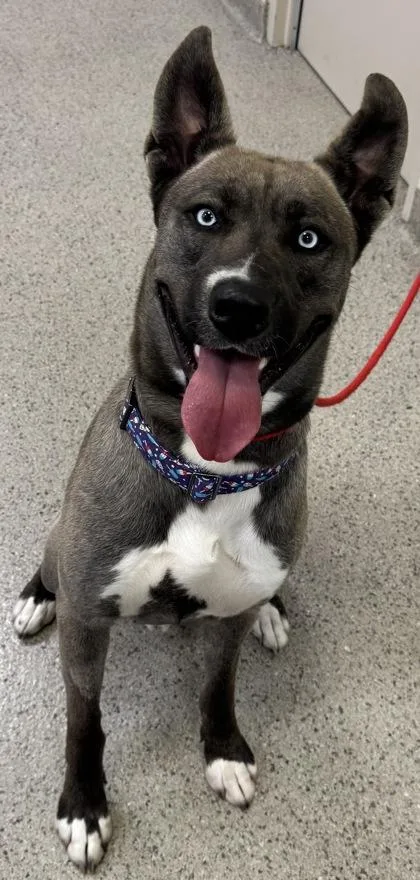 An adult large-sized male Siberian Husky dog named Olympian for adoption in Fishers, IN