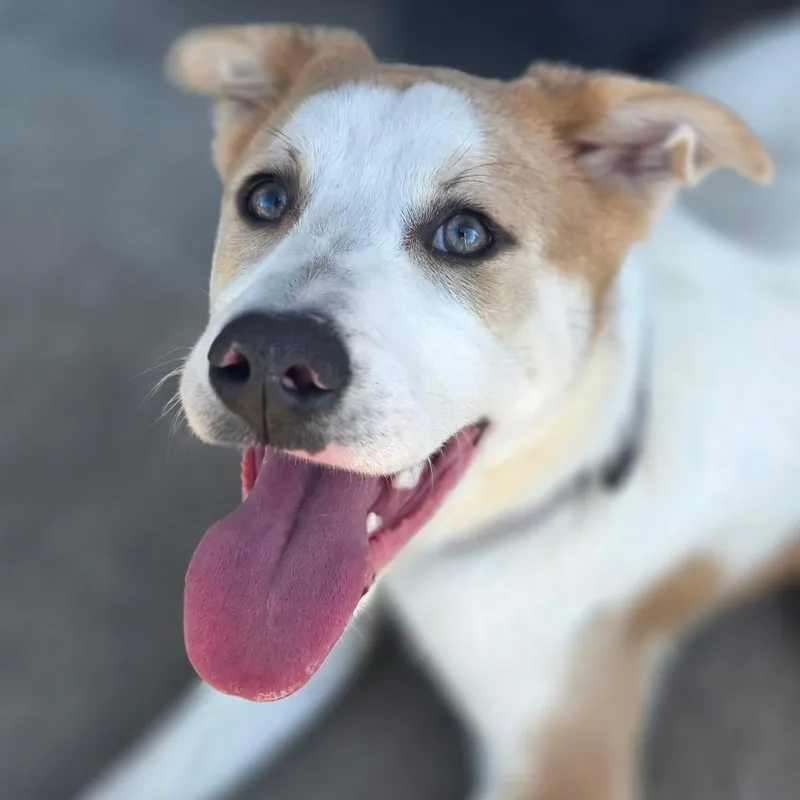A young medium-sized male Mixed Breed dog named Bailey for adoption in Klamath Falls, OR