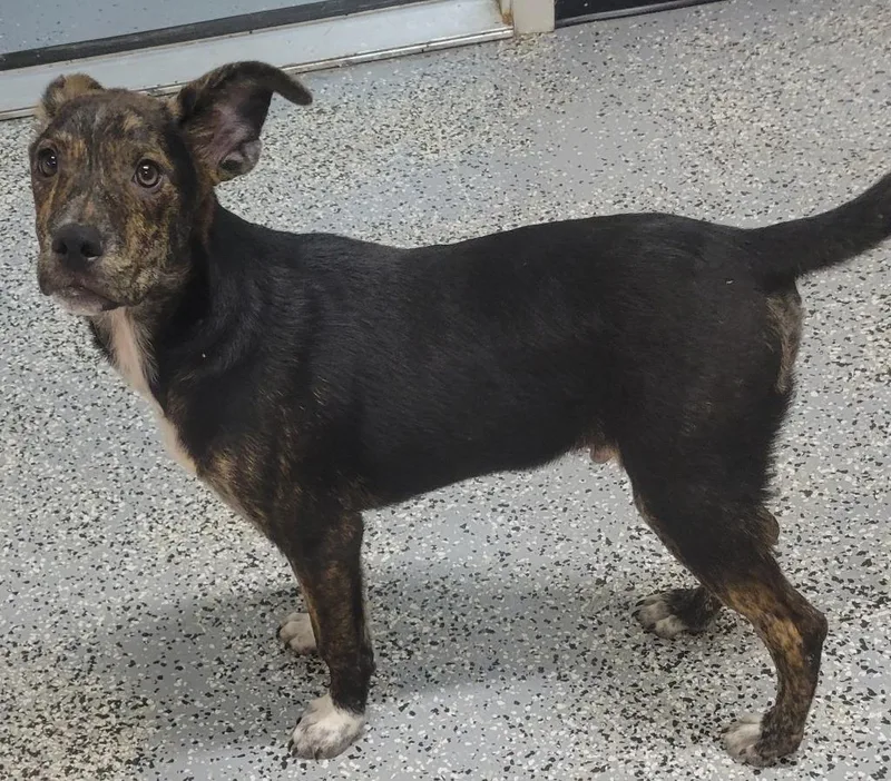 A baby medium-sized male German Shepherd Dog dog named Tater for adoption in Seven Points, TX
