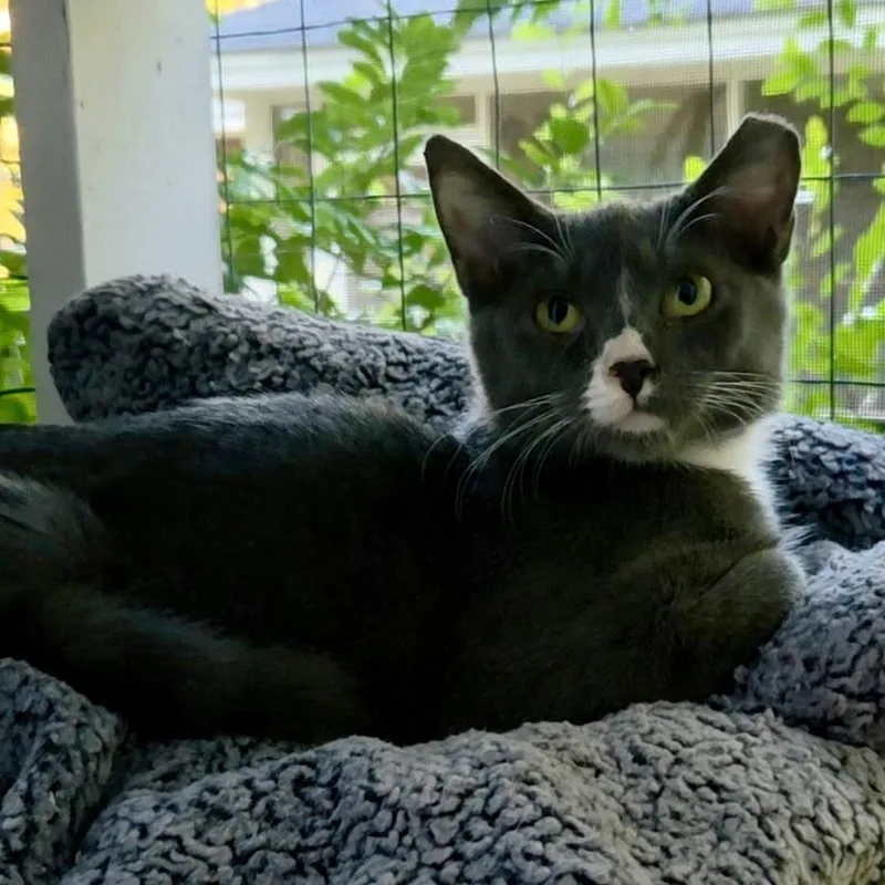 A baby medium-sized male Domestic Short Hair cat named Spot for adoption in Columbia, SC