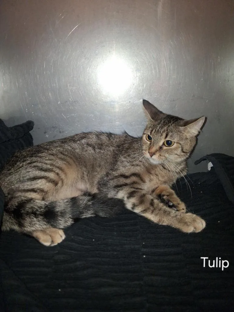 A young medium-sized female Domestic Short Hair cat named Tulip for adoption in Hot Springs, SD