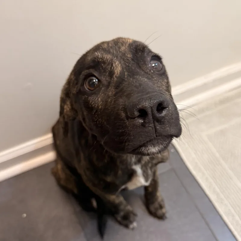 A baby medium-sized female Brindle Mixed Breed dog named Tori for adoption in Columbia, SC