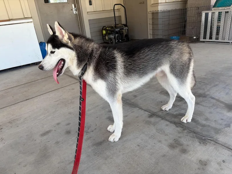 A young medium-sized male Siberian Husky dog named Ross for adoption in New Smyrna Beach, FL
