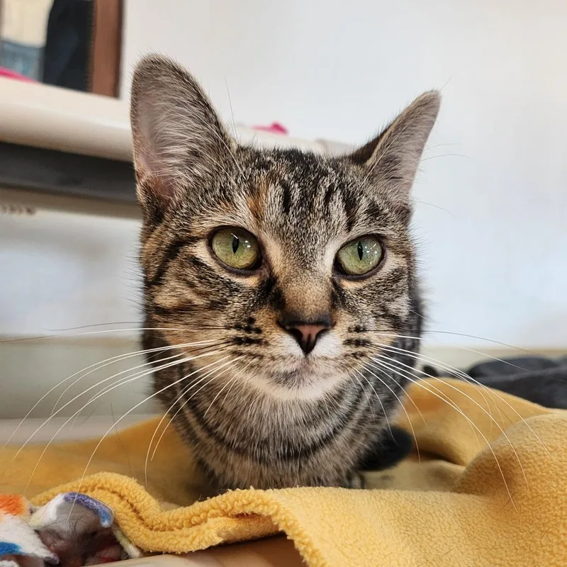 A young medium-sized female Torbie American Shorthair cat named Honeydew for adoption in Delaware, OH