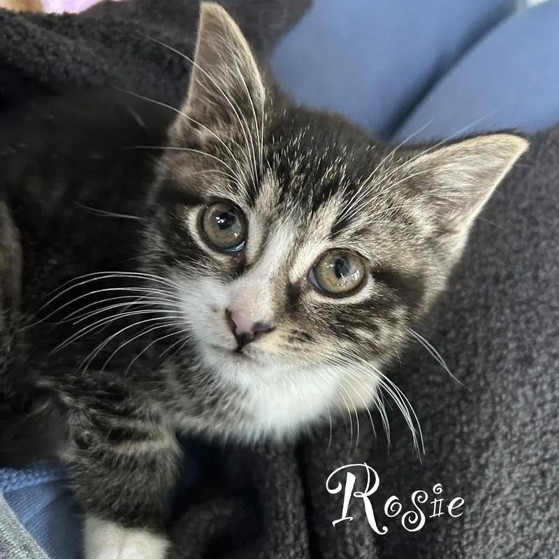 A baby medium-sized female Domestic Short Hair cat named Rosie for adoption in Spring Lake, NJ