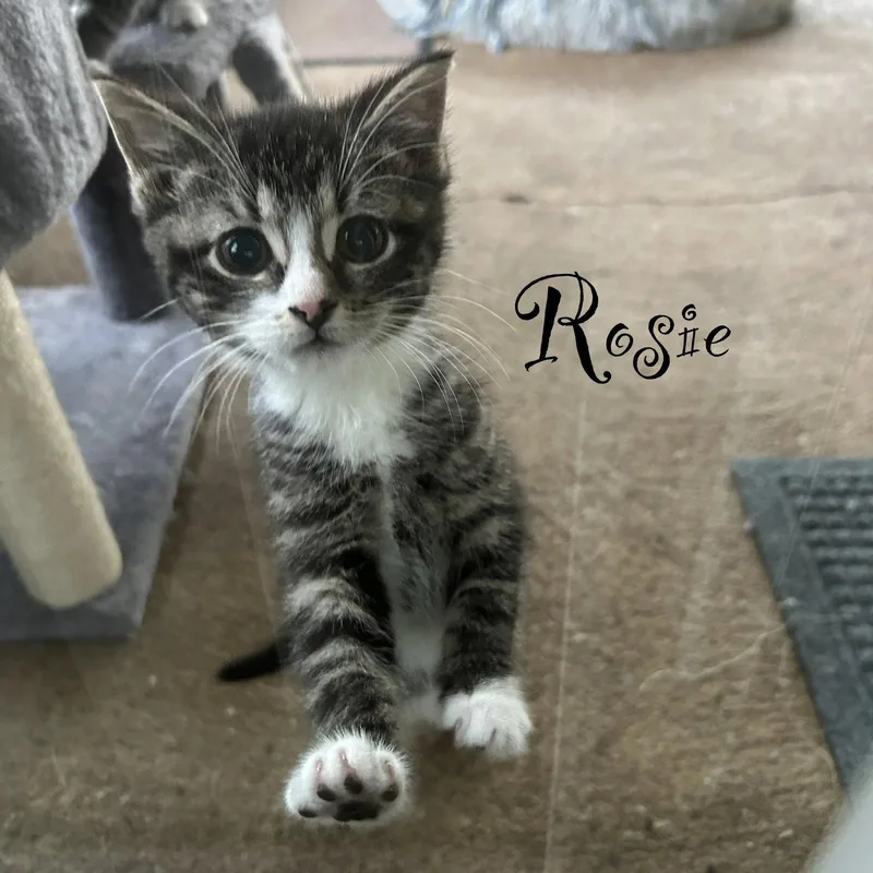 Rosie thumbnail 2