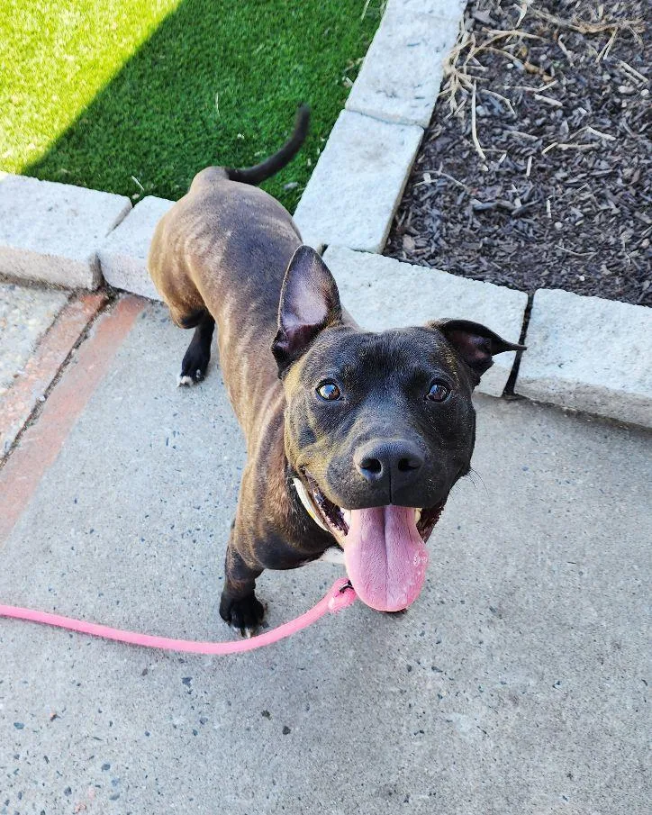 A young medium-sized male Brindle American Staffordshire Terrier dog named Tango for adoption in Perth Amboy, NJ
