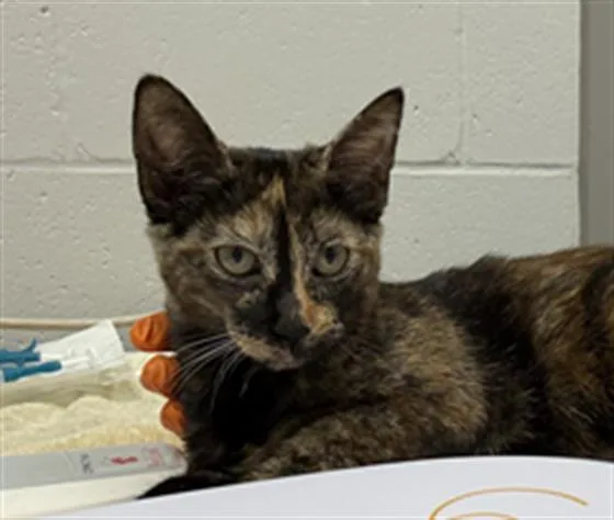 A baby small-sized female Domestic Short Hair cat named Cinna for adoption in Indianapolis, IN