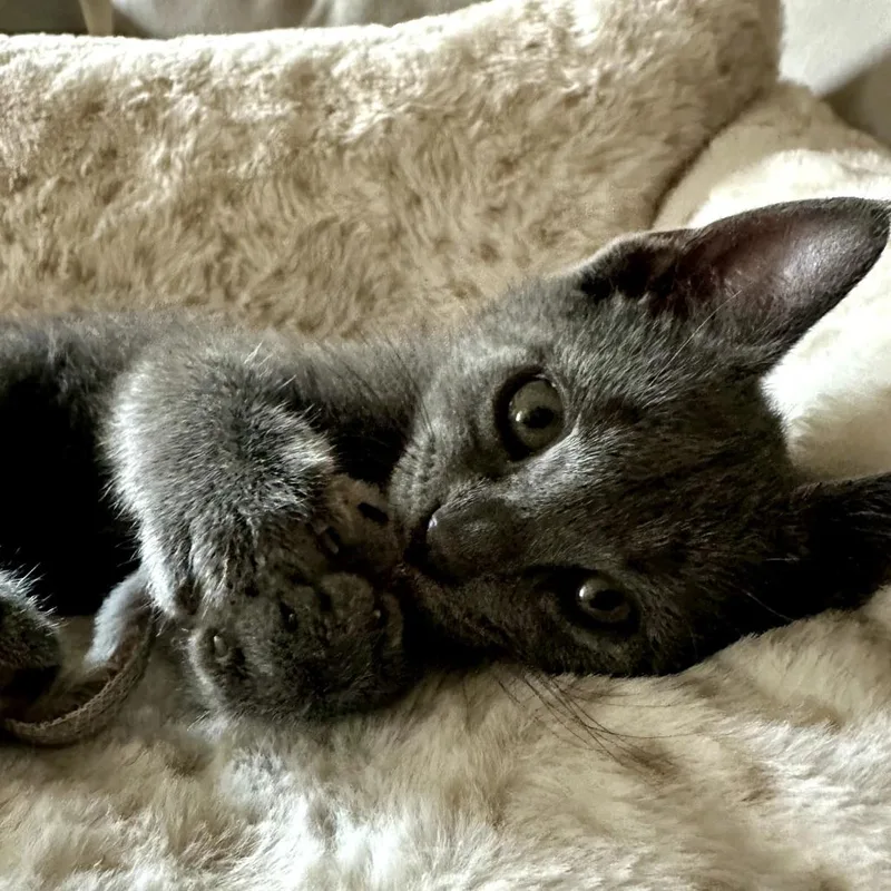 A baby small-sized male Gray / Blue / Silver Domestic Short Hair cat named Phoenix Reyes for adoption in Merrifield, VA