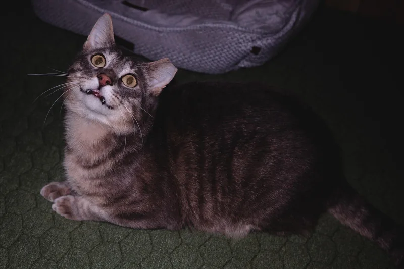 Larry Gene thumbnail 4