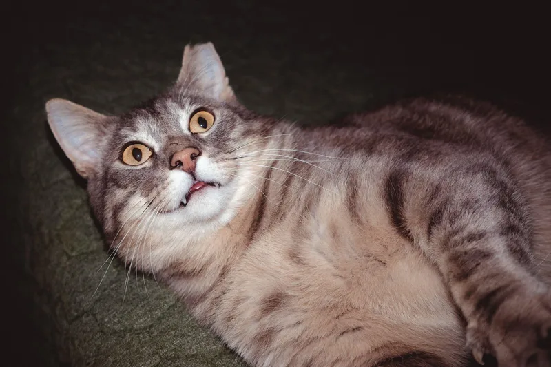 Larry Gene thumbnail 5