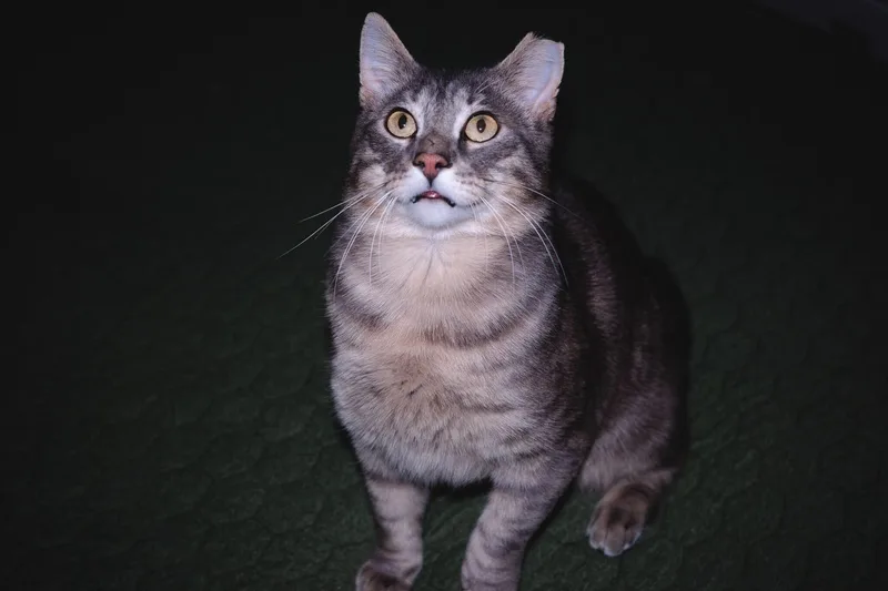 Larry Gene thumbnail 6