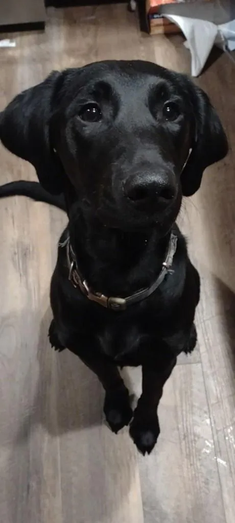 Sadie Mae thumbnail 3