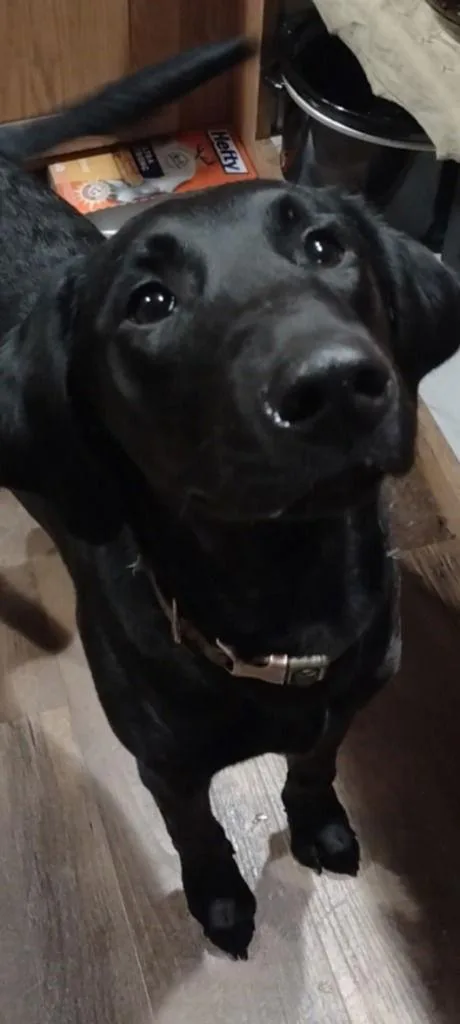 Sadie Mae thumbnail 6