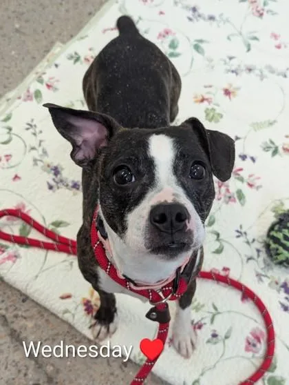 Wednesday thumbnail 2