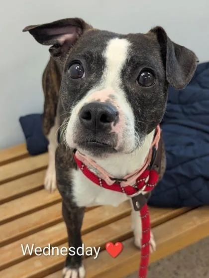 Wednesday thumbnail 3