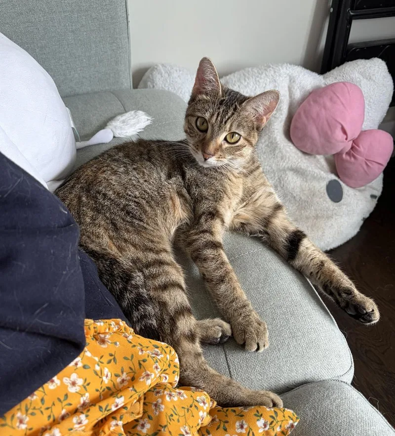 A baby medium-sized female Domestic Short Hair cat named Cosette for adoption in Brooklyn, NY