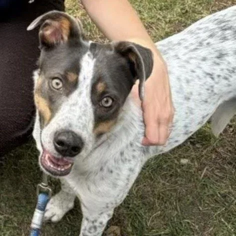 A young medium-sized male Brown / Chocolate Mixed Breed dog named Yoshi for adoption in Sadler, TX